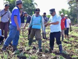 Bone Bakal Punya Kampung Nangka dan Nanas, Ini Lokasinya