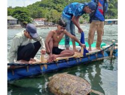 Miris, Penyu Pelepasliaran BPSPL bersama CDK Mati, Perut Dipenuhi Sampah Plastik