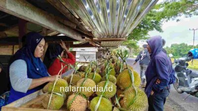 Menikmati Legitnya Durian Asli Tonra Bone