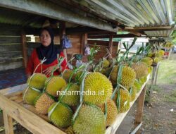 Musim Durian, Warga Panen Cuan