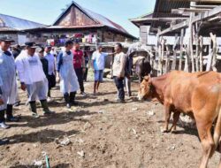 Wajo Daerah Populasi Sapi Tertinggi Kedua di Sulsel, Ini Strateginya