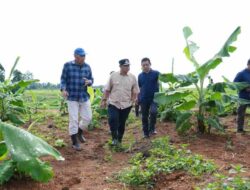 Pisang Cavendish di Bone, Empat Bulan Lagi Siap Panen