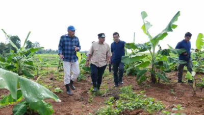 Pisang Cavendish di Bone, Empat Bulan Lagi Siap Panen