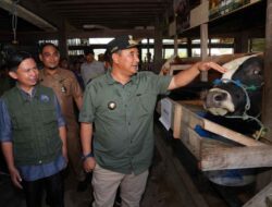 Kejar Produksi Ternak, Pj Gubernur Sulsel Genjot Inseminasi Buatan di Sidrap dan Barru