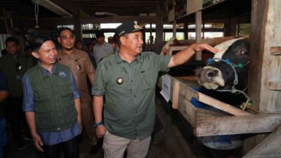 Kejar Produksi Ternak, Pj Gubernur Sulsel Genjot Inseminasi Buatan di Sidrap dan Barru