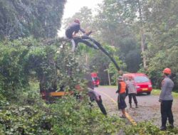 Pohon Raksasa Tumbang di Poros Bone-Makassar, Tim SAR Brimob Bone Gerak Cepat