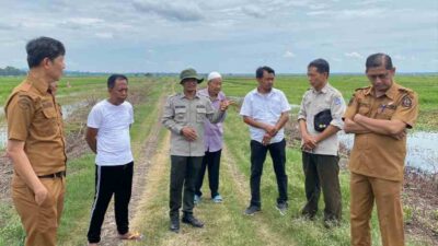 Ramai-ramai Kawal Optimasi Lahan Rawa, Dari Petani Hingga Kepala Desa