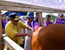 Tingkatkan Populasi Sapi, Pj Gubernur Inovasi Peternakan di Cina