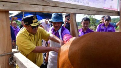 Tingkatkan Populasi Sapi, Pj Gubernur Inovasi Peternakan di Cina