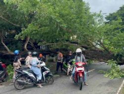 Pohon Tumbang, Poros Pelabuhan Bajoe Tertutup 1 Jam