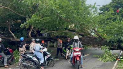 Pohon Tumbang, Poros Pelabuhan Bajoe Tertutup 1 Jam