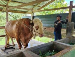 Penampakan Turbo, Sapi Kurban 1 Ton Presiden Jokowi di Bone