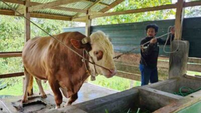 Penampakan Turbo, Sapi Kurban 1 Ton Presiden Jokowi di Bone