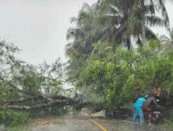 Pohon Tumbang, Kades di Utara Bone Tertahan 3 Km