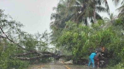 Pohon Tumbang, Kades di Utara Bone Tertahan 3 Km