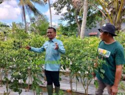 Andi Asman Sulaiman Garap Pemuda Tani Milenial Pacu Hortikultura