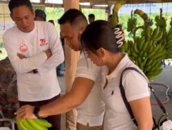 Hasil Menjanjikan Panen Perdana Pisang Cavendish di Bone Sulsel