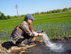 Program Pompanisasi Berhasil, BPS Proyeksi Peningkatan Produksi Beras Nasional