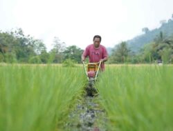 Kunci Sukses Petani Binaan PT Vale IGP Morowali Raih Anugerah Daya Saing Produk Pertanian