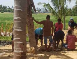 Wujud Cinta Beramal Resmikan Posko, Masyarakat Sumbangkan Sapi