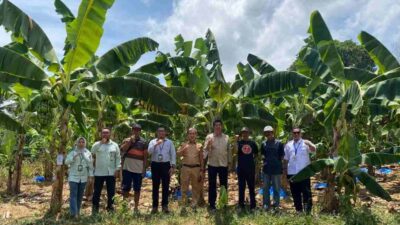 Bank Sulselbar Bone dan OJK Kawal KUR Budidaya Pisang Cavendish