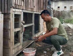 Kesederhanaan Calon Bupati Bone Andi Asman Memberi Makan Ayam Peliharaan