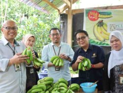 Bank Sulselbar Komitmen Fasilitasi Petani Nikmati Manfaat KUR Pisang Cavendish