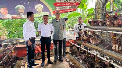 Cara Berternak Ayam, Bupati Bone Terpilih Andi Asman Sulaiman Belajar di Bekasi