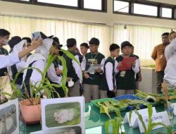 Siswa SMP Islam Athirah Baruga Belajar Budi Daya Jagung di Maros