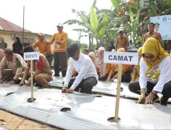Bupati Andi Asman Lakukan Gerakan Tanam Cabai, Ini Manfaatnya bagi Warga Bone