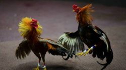 GEMAH Beberkan Dugaan Pemerasan Anggota DPRD DKI untuk Judi Sabung Ayam