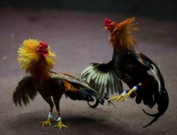 GEMAH Beberkan Dugaan Pemerasan Anggota DPRD DKI untuk Judi Sabung Ayam