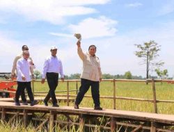 Pengaruh India Harga Beras Dunia Jatuh ke Level Terendah, Begini Peluang Indonesia