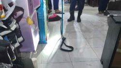 Gempar, Ular Masuk ke Rumah Warga BTN Bone, Damkar Evakuasi