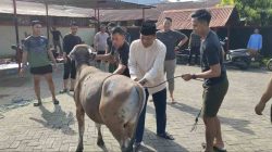 Iduladha 1446 H, Sat Brimob Polda Sulsel Kurbankan 169 Sapi dan Tiga Kambing