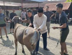 Iduladha 1446 H, Sat Brimob Polda Sulsel Kurbankan 169 Sapi dan Tiga Kambing