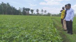 Lahan Kedelai di Bone Merosot Tajam