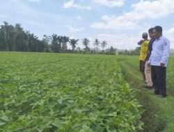 Lahan Kedelai di Bone Merosot Tajam