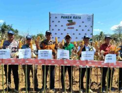 Panen Raya Jagung: Sinergi Mencapai Swasembada Pangan Lewat Benih Unggul dan Kemitraan Strategis