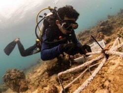 Cara PT Vale Pulihkan Laut untuk Masa Depan