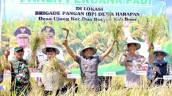 Panen Raya di Dua Boccoe, Bupati Andi Asman Produktivitas Padi Hampir 300 Persen: Oplah Sukses!