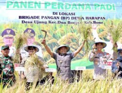 Panen Raya di Dua Boccoe, Bupati Andi Asman Produktivitas Padi Hampir 300 Persen: Oplah Sukses!