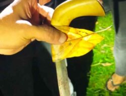 Kasus Barebbo Berdarah, Satu Warga Bone Tewas dan Luka-luka