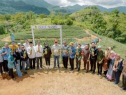 Desa di Barru Buka Pintu Keran Ekspor Nanas ke Timur Tengah