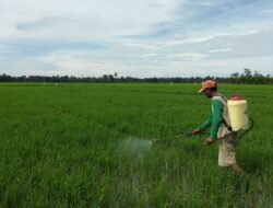Petani Bergairah, Panen Melimpah, Masa Depan Cerah