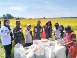 Bulog Bone Gaspol Serap Gabah Petani