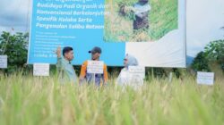 PT Vale Panen Bersama Demplot Padi Berkelanjutan di Kolaka