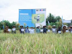 Kesejahteraan Petani Organik Meningkat Setelah Didampingi PT Vale di Kolaka