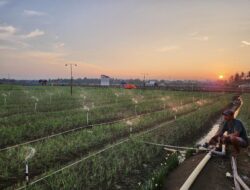 Efek Listrik Masuk Sawah di Bone: Produksi Bawang Naik Dua Kali Lipat, Biaya Petani Turun 74 Persen