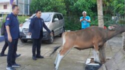 Achmad Daeng Sere Salurkan Hewan Kurban dan Tampung Aspirasi Warga Selayar Jelang Iduladha